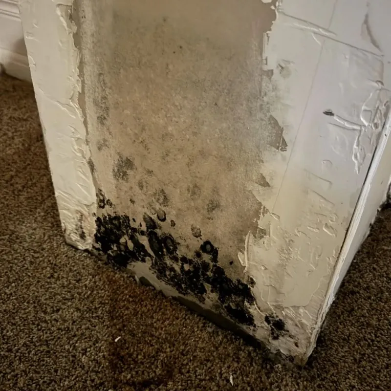 Professional Mold Removal in Golden Meadow, LA